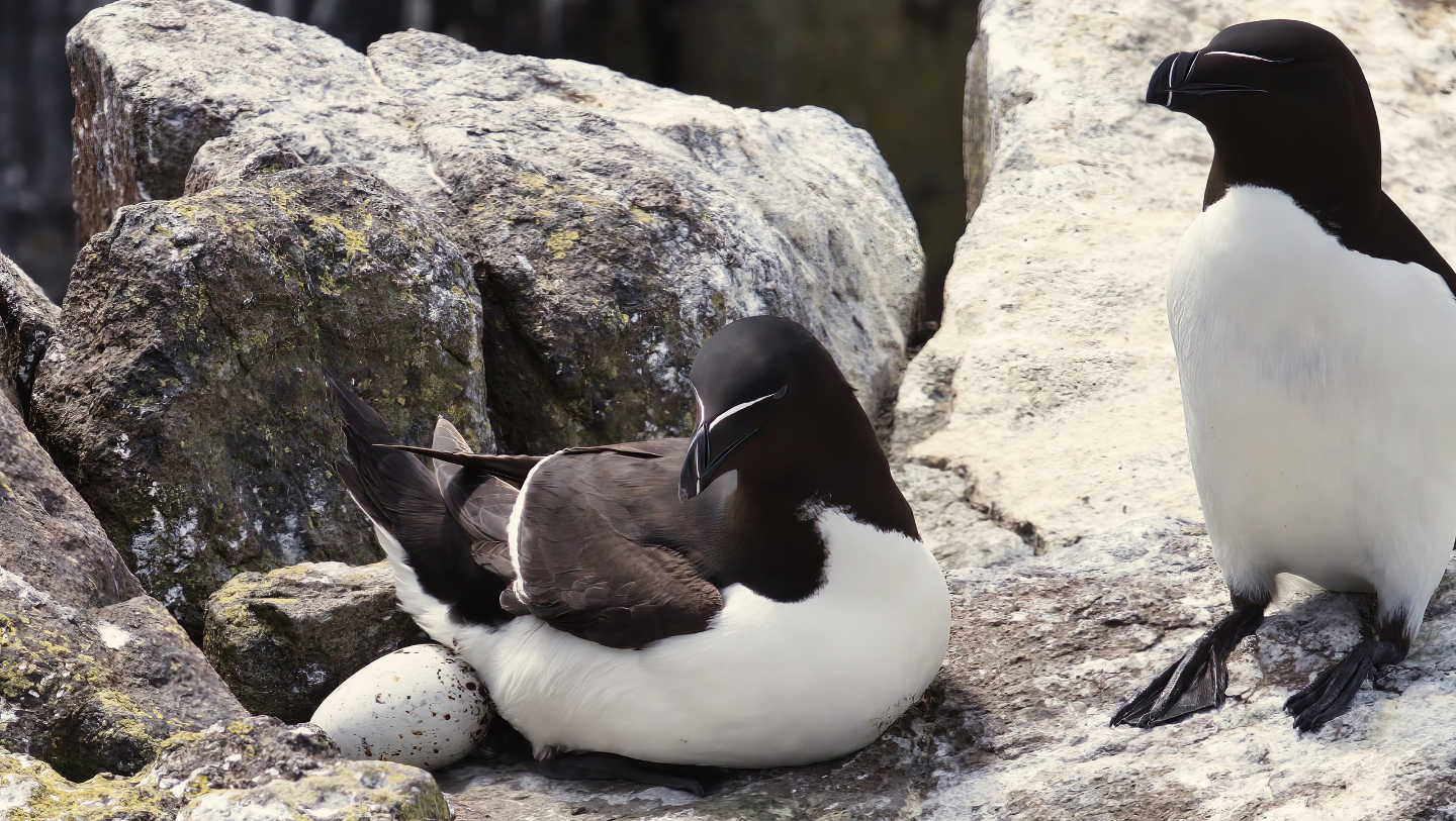 птица высиживает яйцо