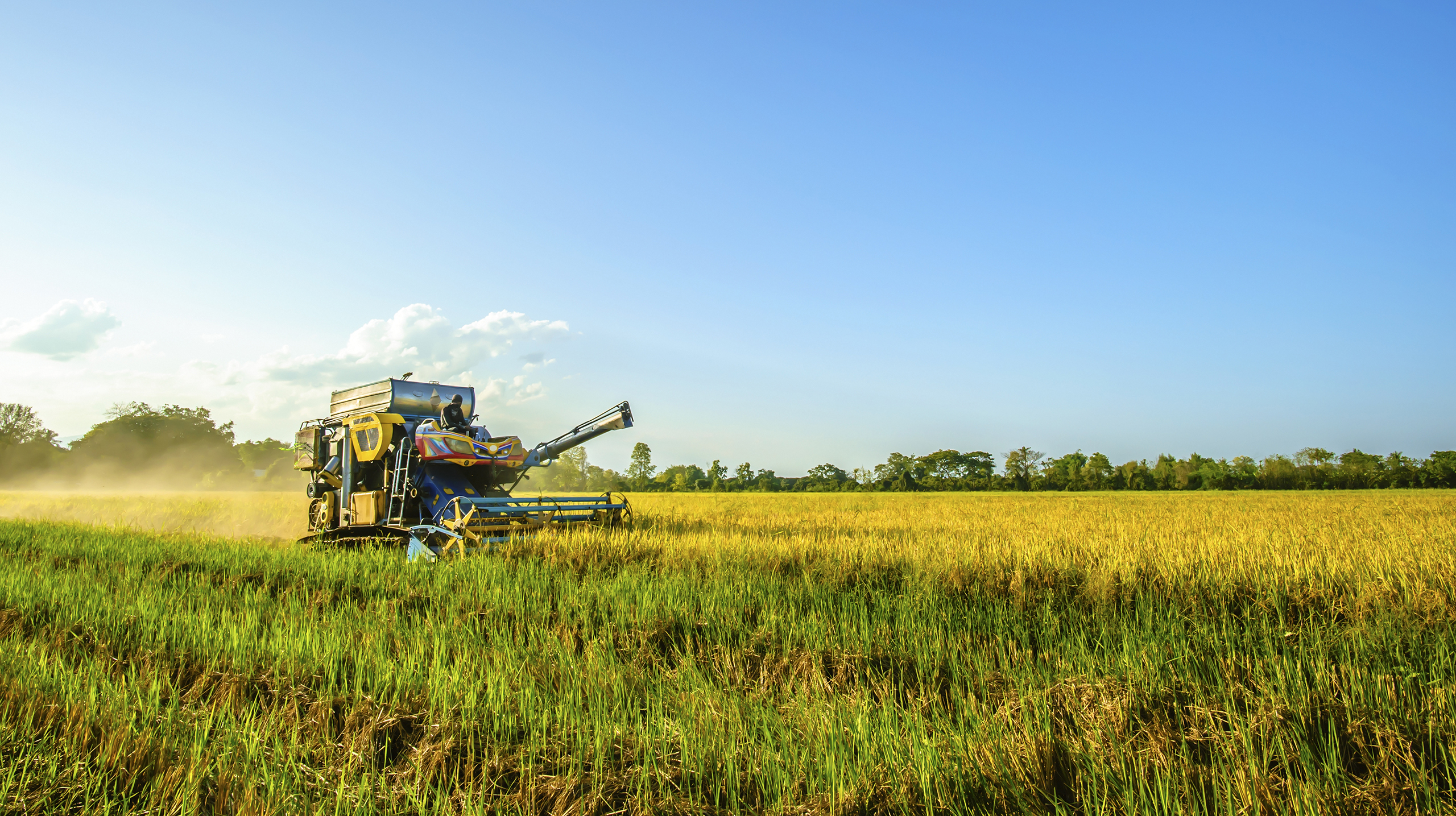 сбор урожая риса