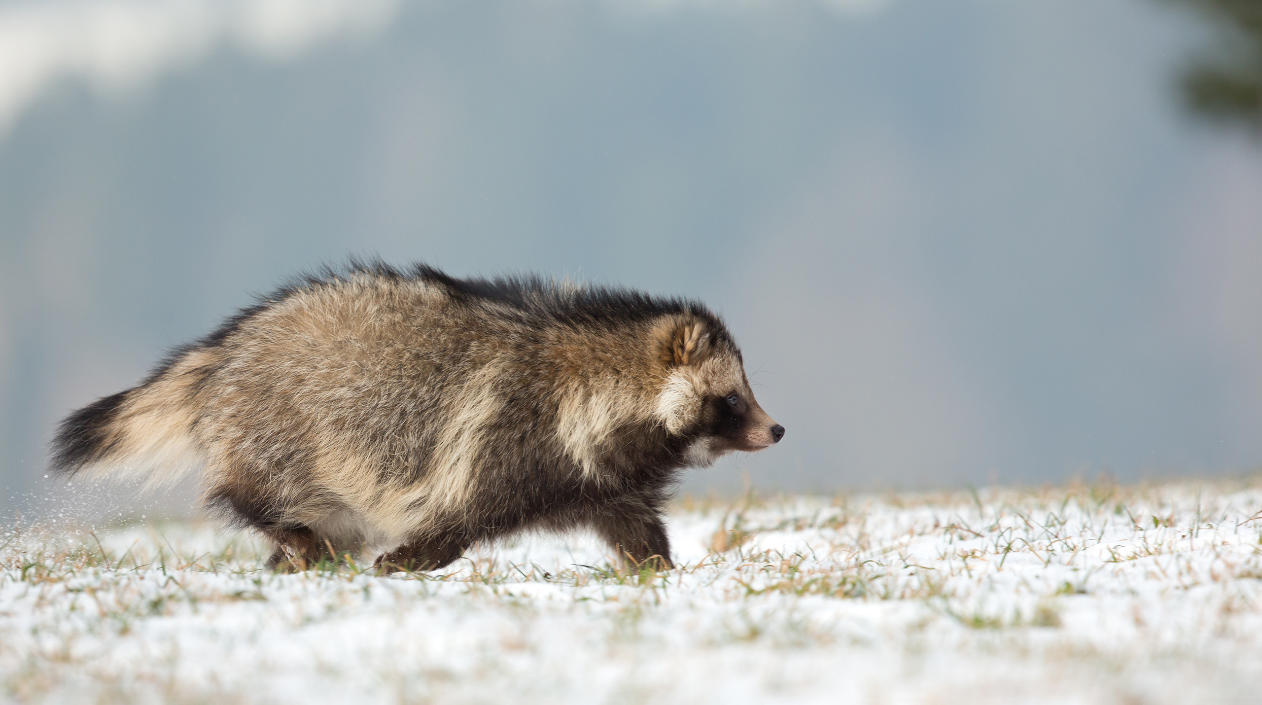 Енотовидная собака