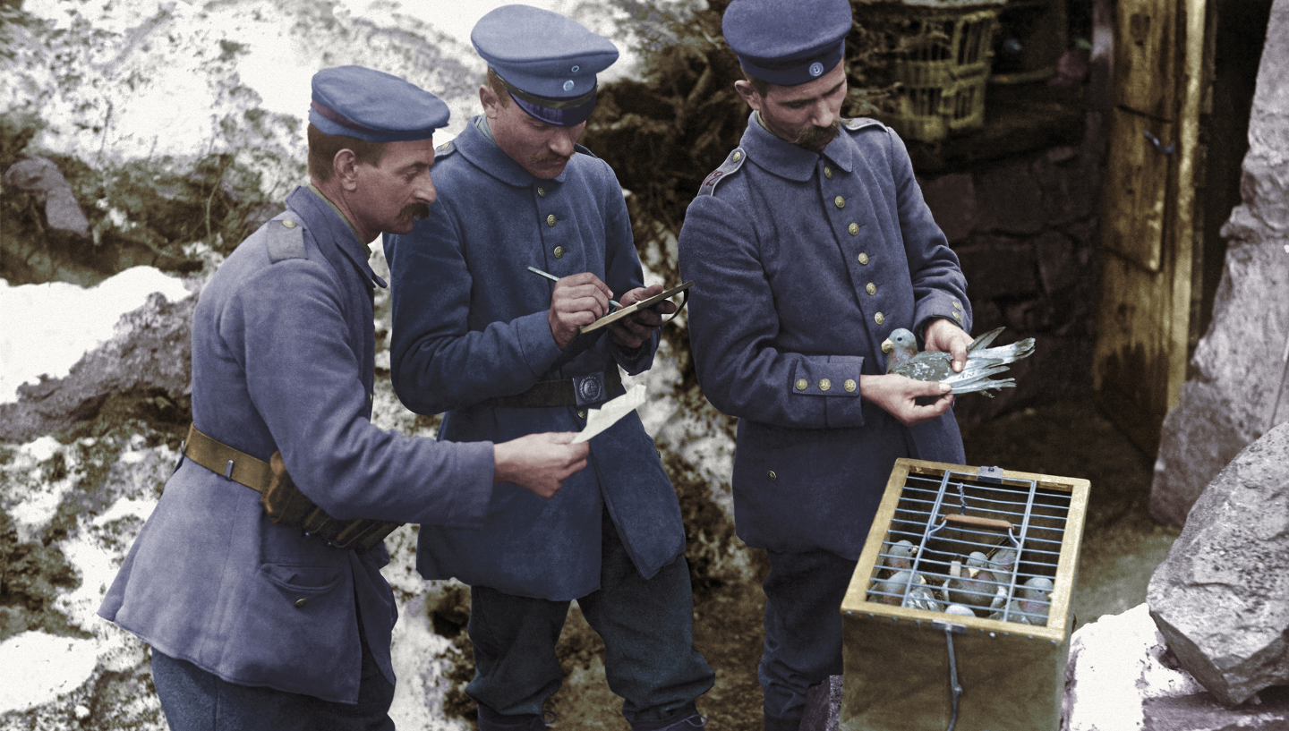 голубиная почта во время 1ой мировой войны