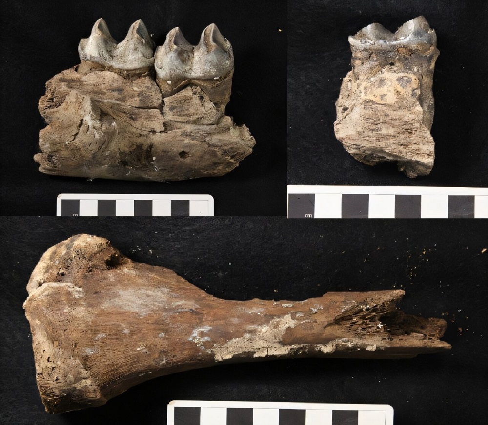 окаменелости