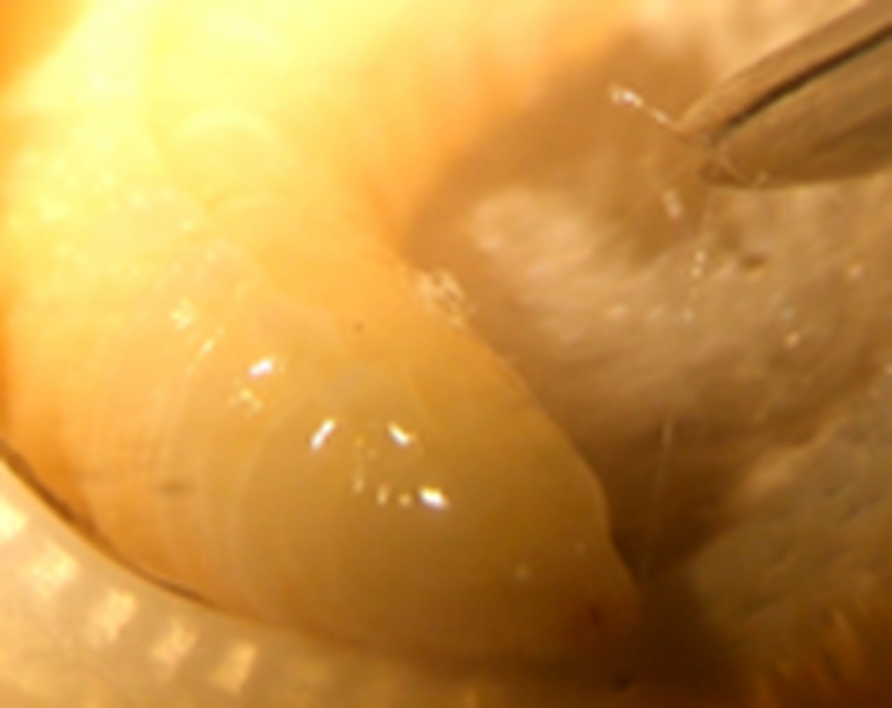 Osmia lignaria