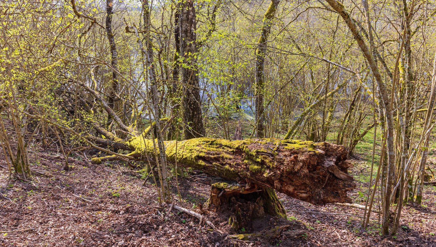 где растут грибы