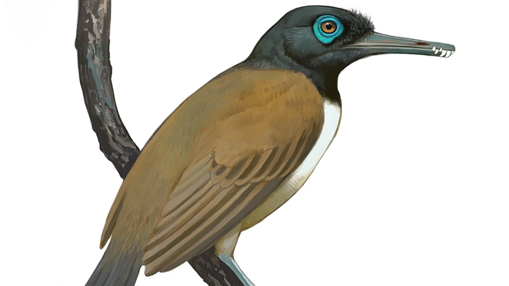 лонгиптерикс