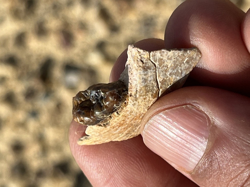 Masripithecus moghraensis