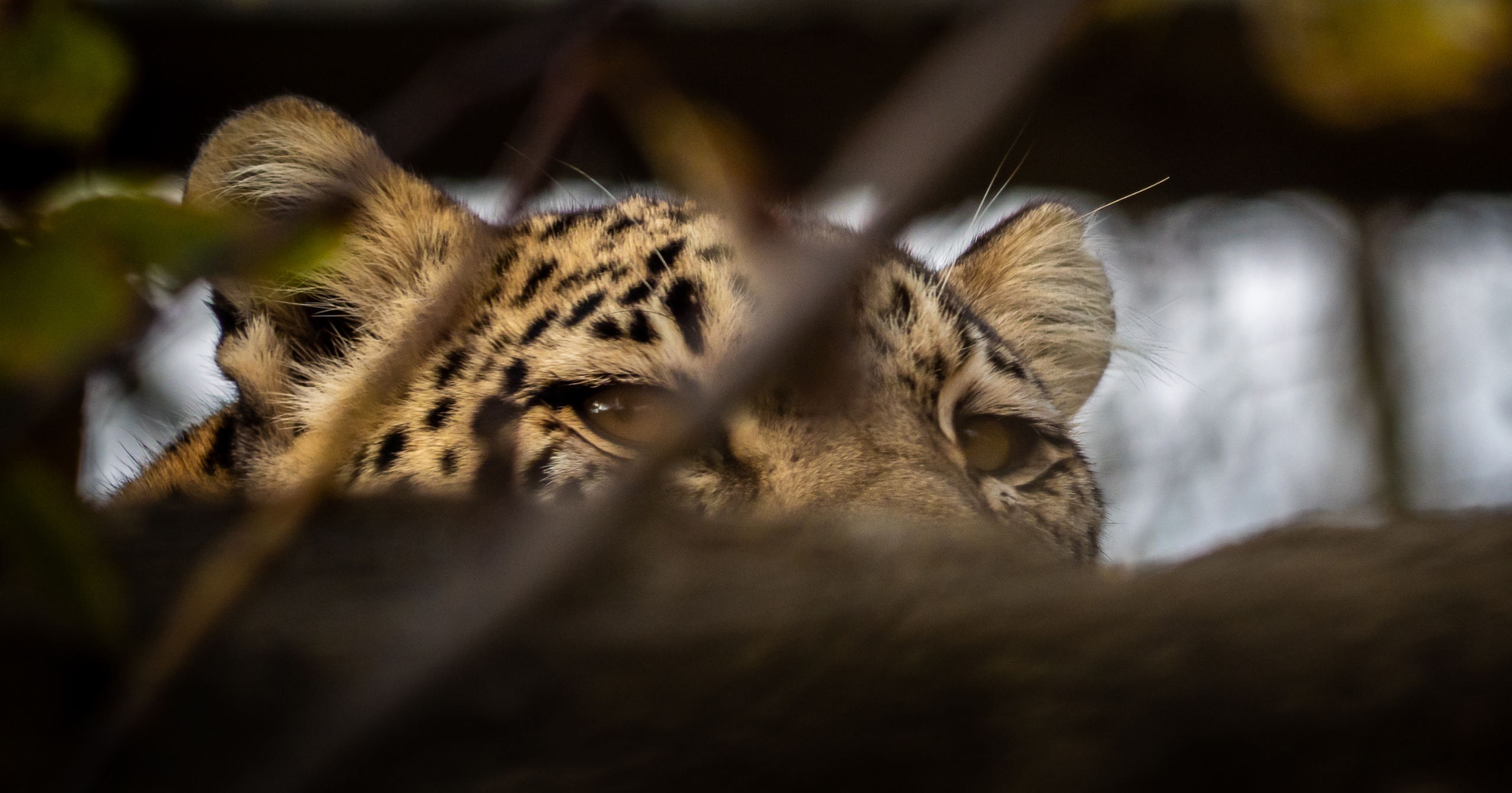 кавказский барс