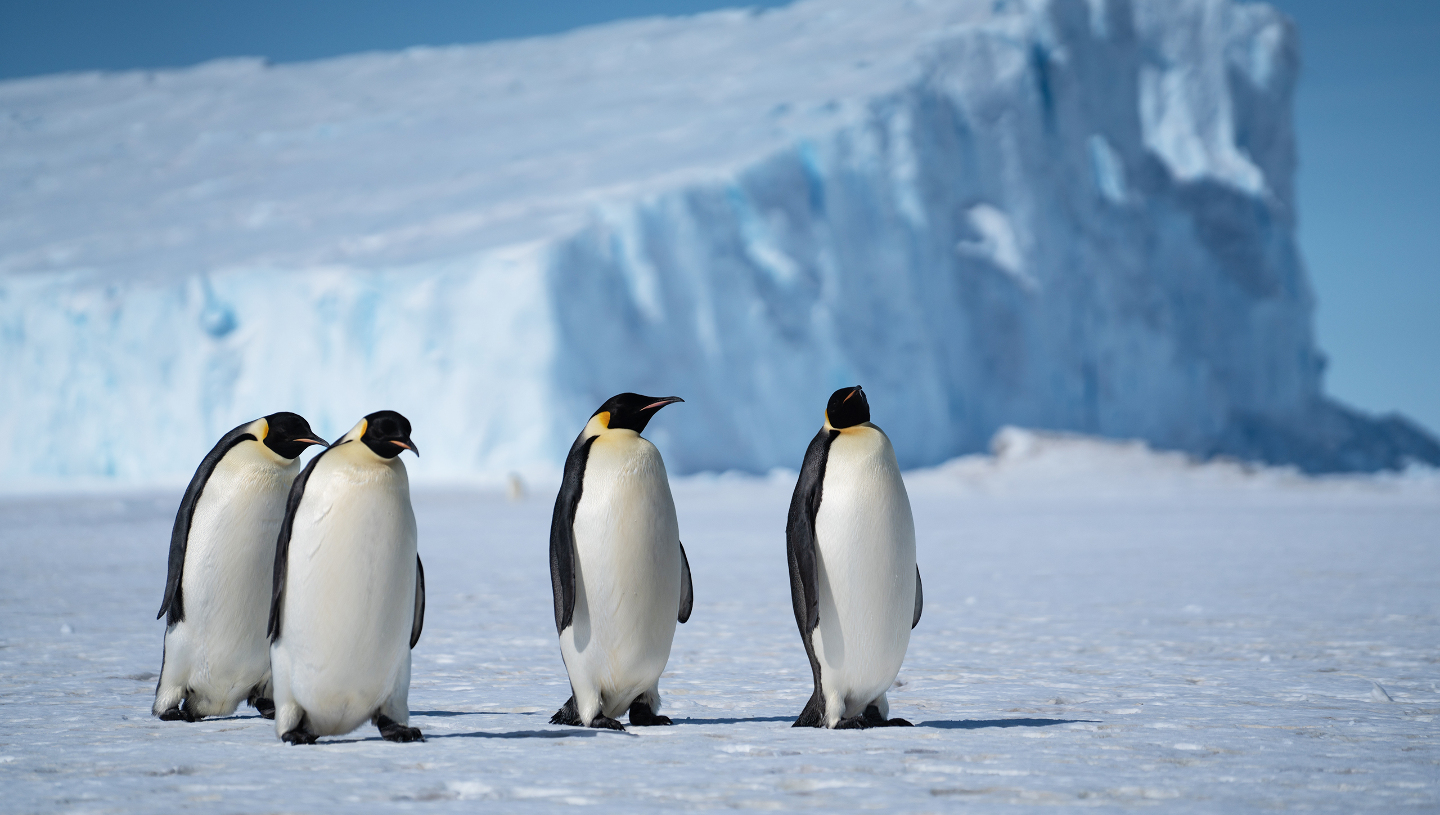 Императорский пингвин