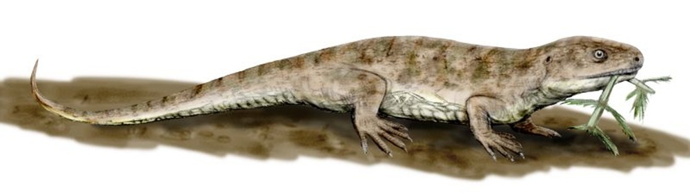 Captorhinus aguti