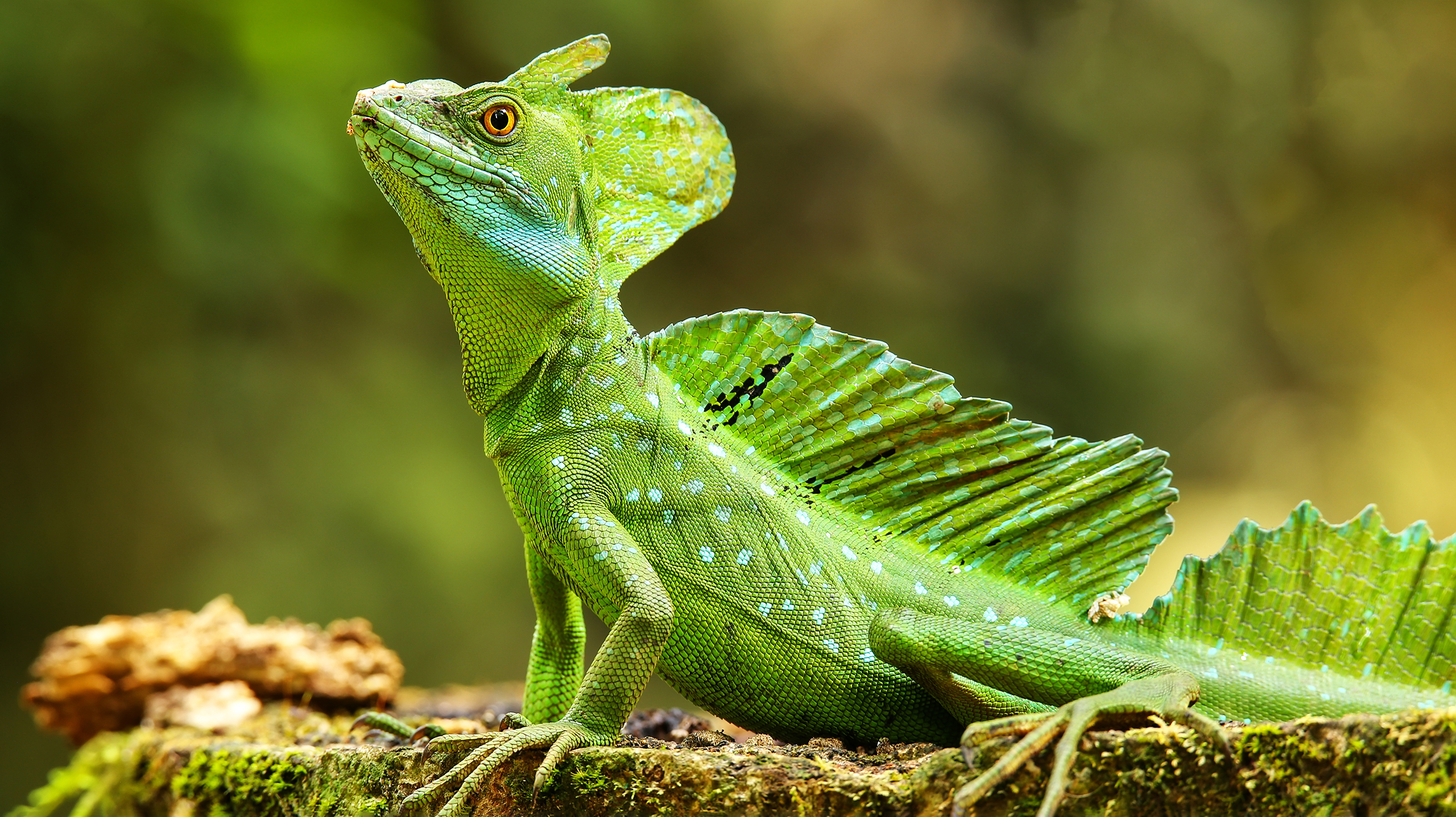 Ящерица шлемоносный василиск