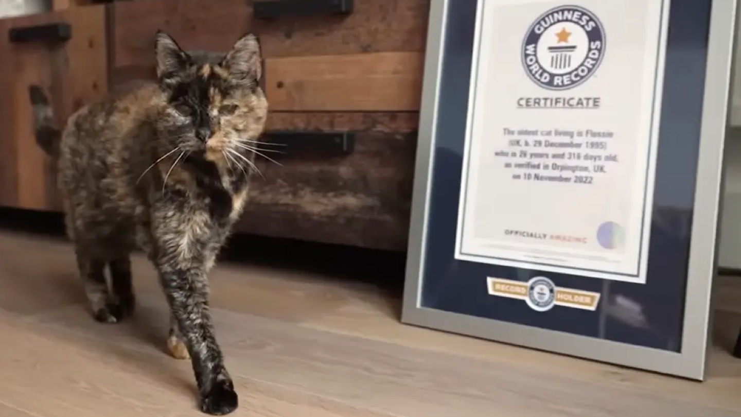 кошка Флосси