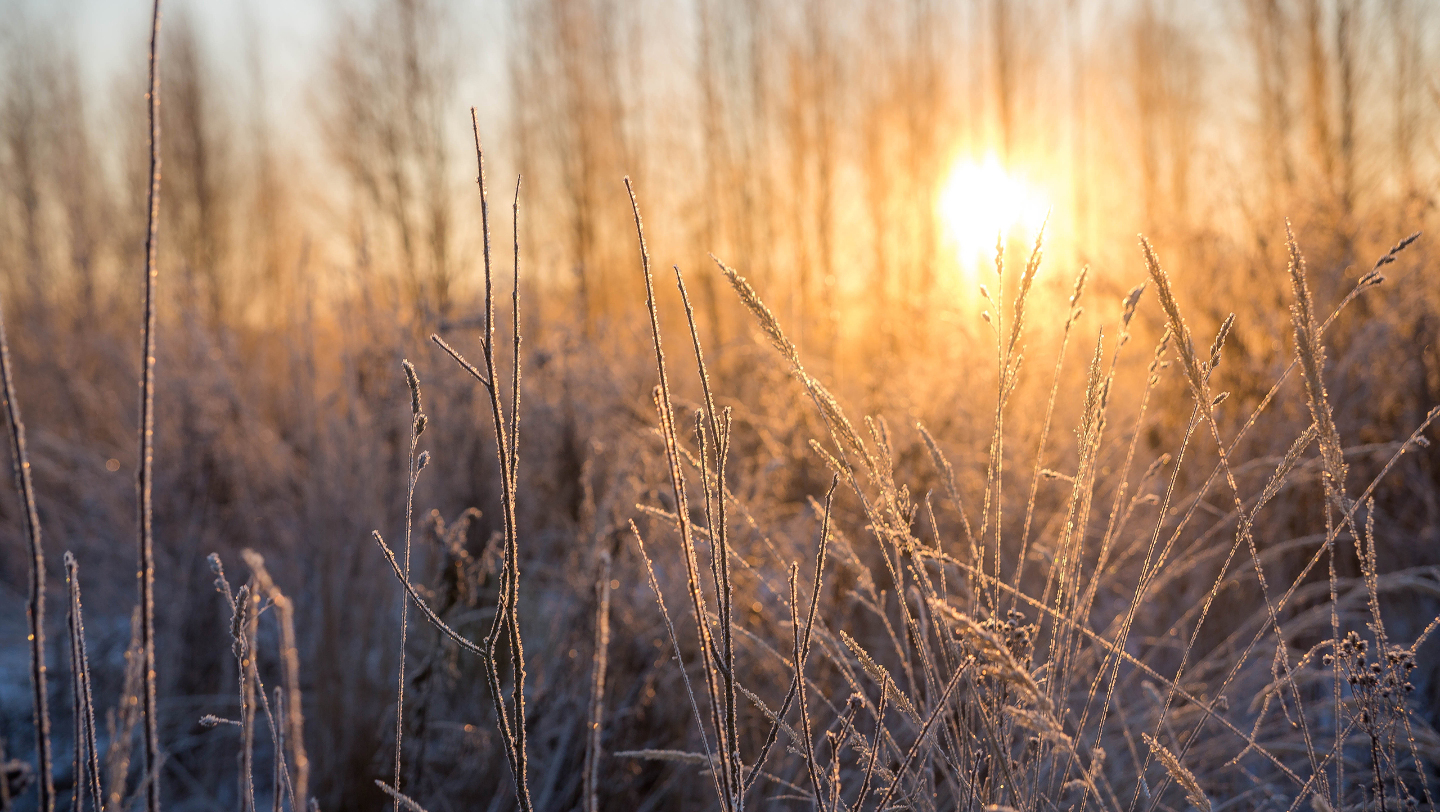 Рассвет, влажный лес