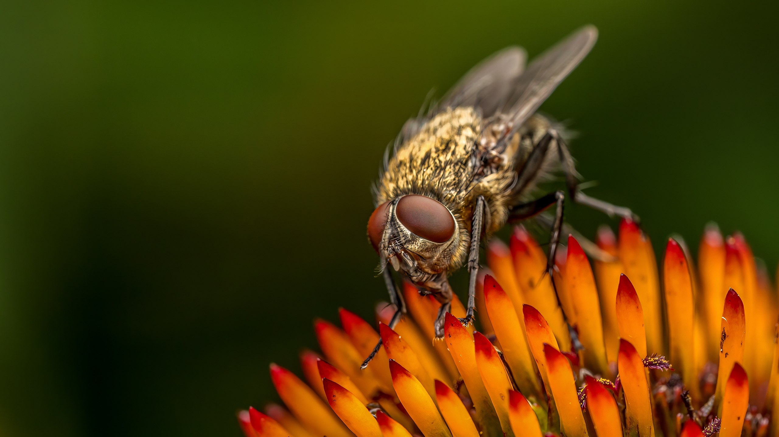 Видов мух насчитывается около 100 тысяч