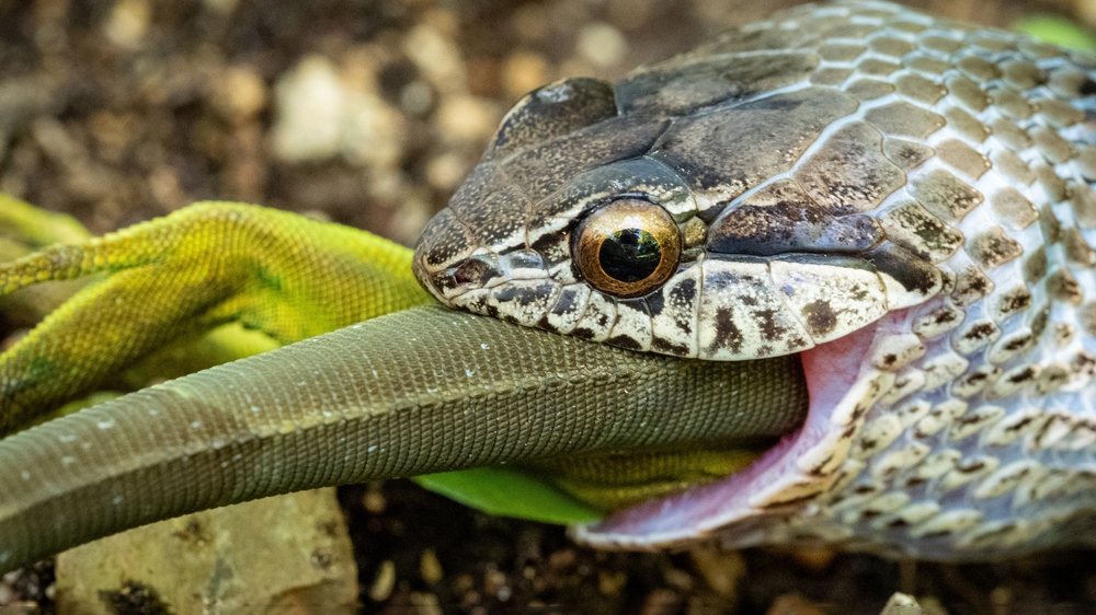Змеи поедают змей