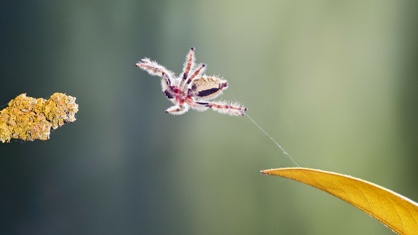  кто такое пауки-скакуны