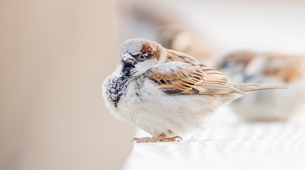 воробьи, ожирение