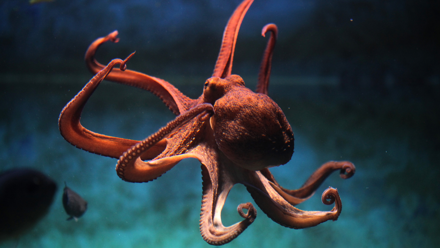 кто такой осьминог