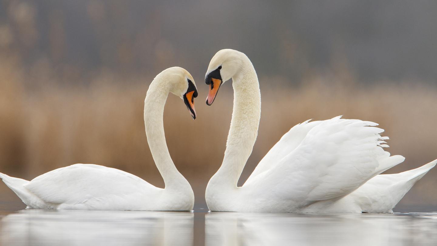 пара лебедей