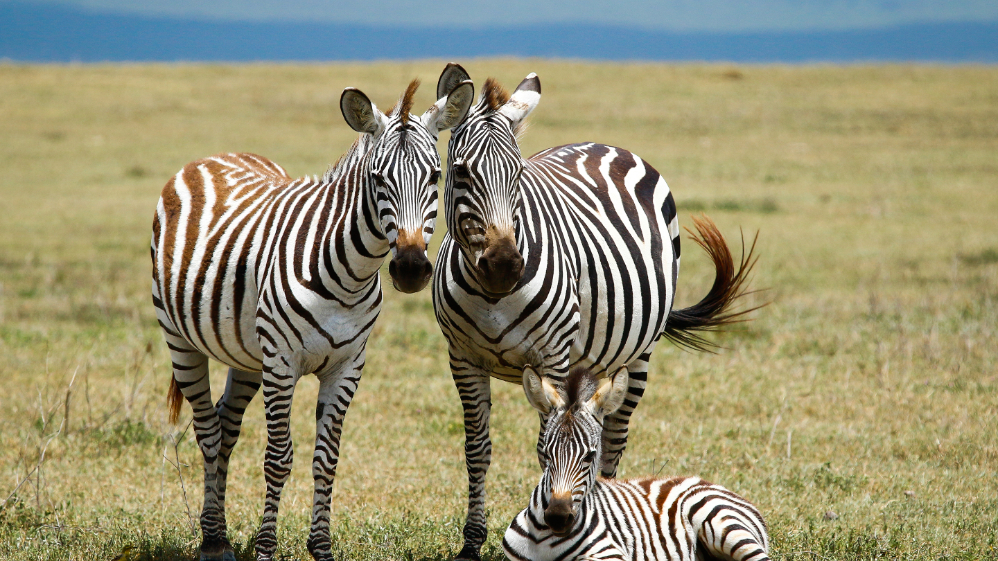 Детеныш зебры узнает свою маму по полоскам. Именно поэтому при рождении детеныша зебра сначала ходит вокруг жеребенка, чтобы он ее хорошенько запомнил. Потерявшийся малыш обречен — его не примет другая зебра