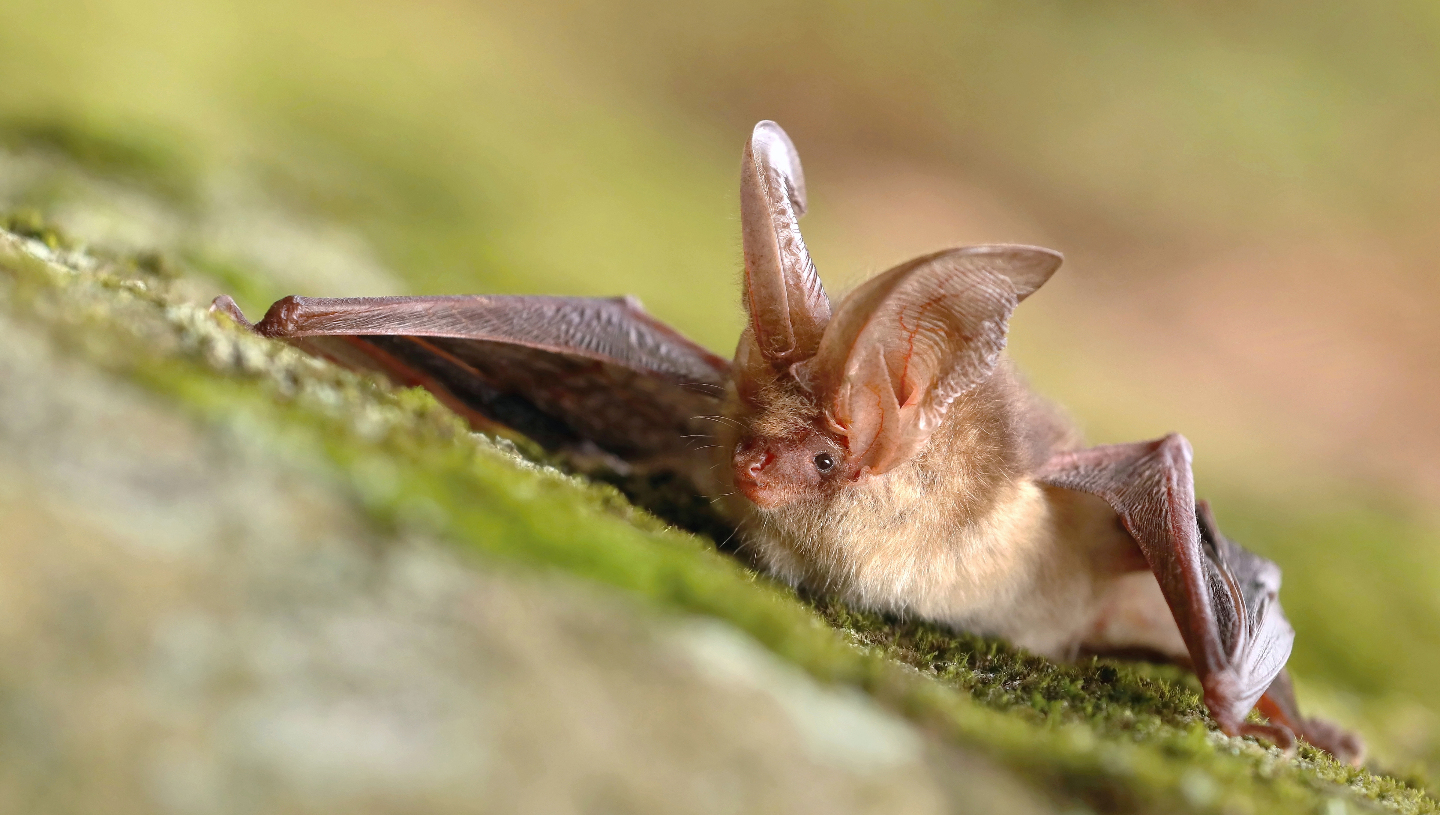 летучие мыши