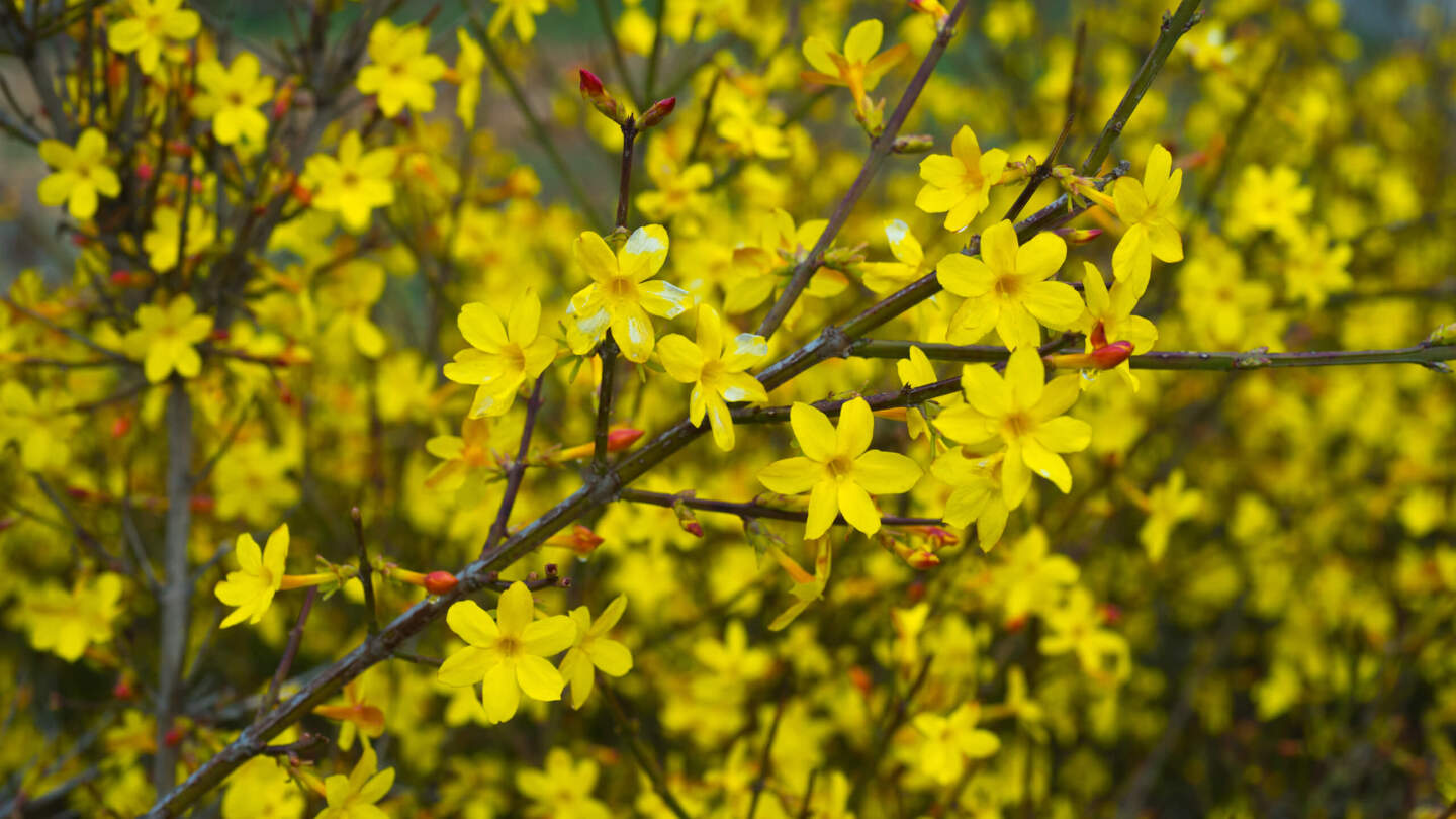 Жасмин голоцветковый