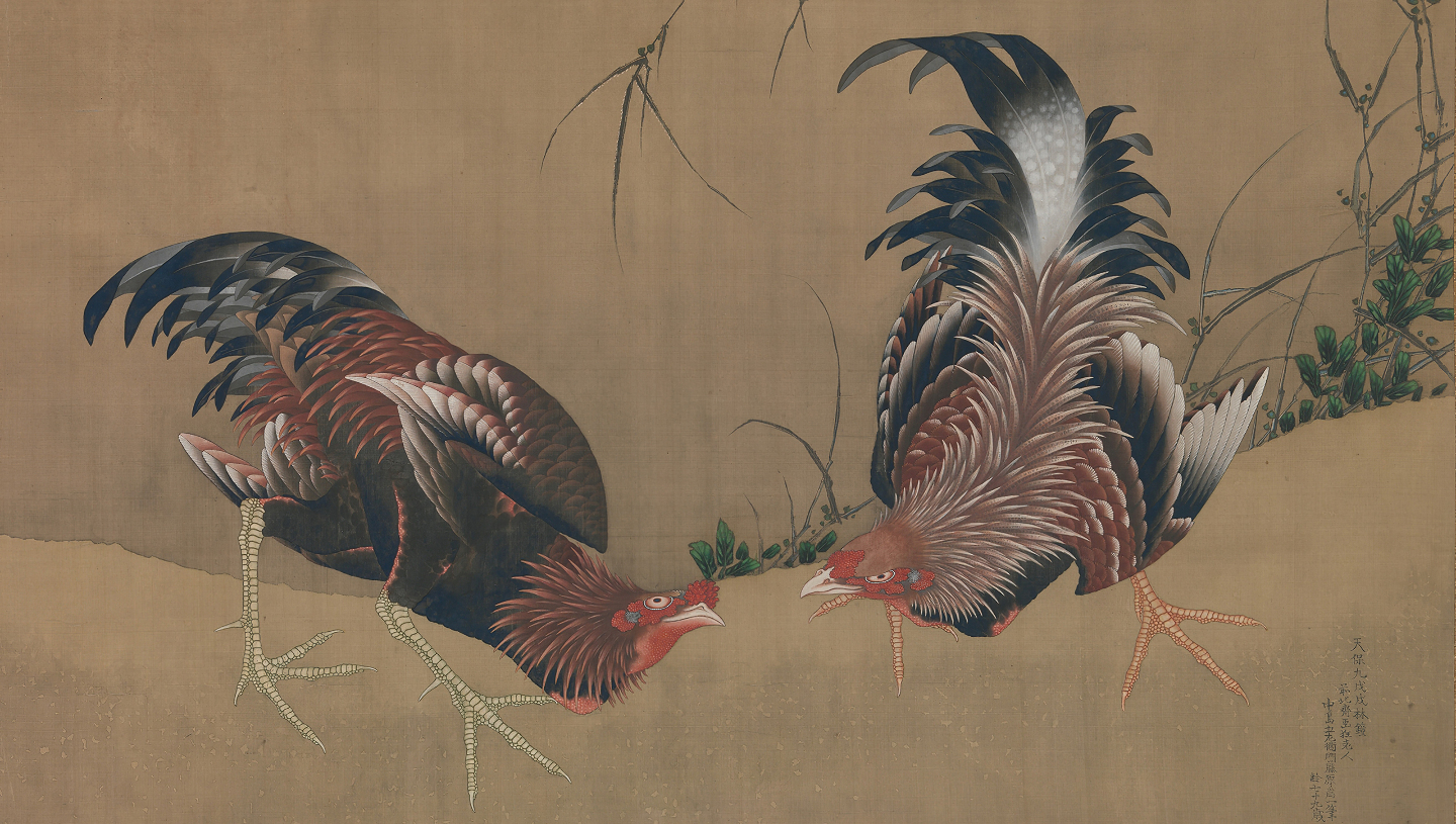 Как одомашнили кур