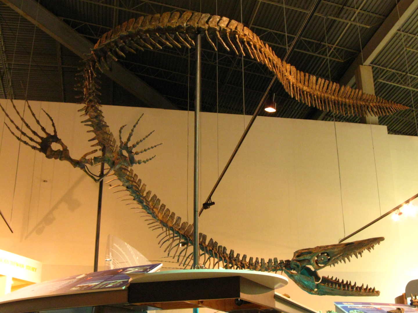 Скелет Tylosaurus
