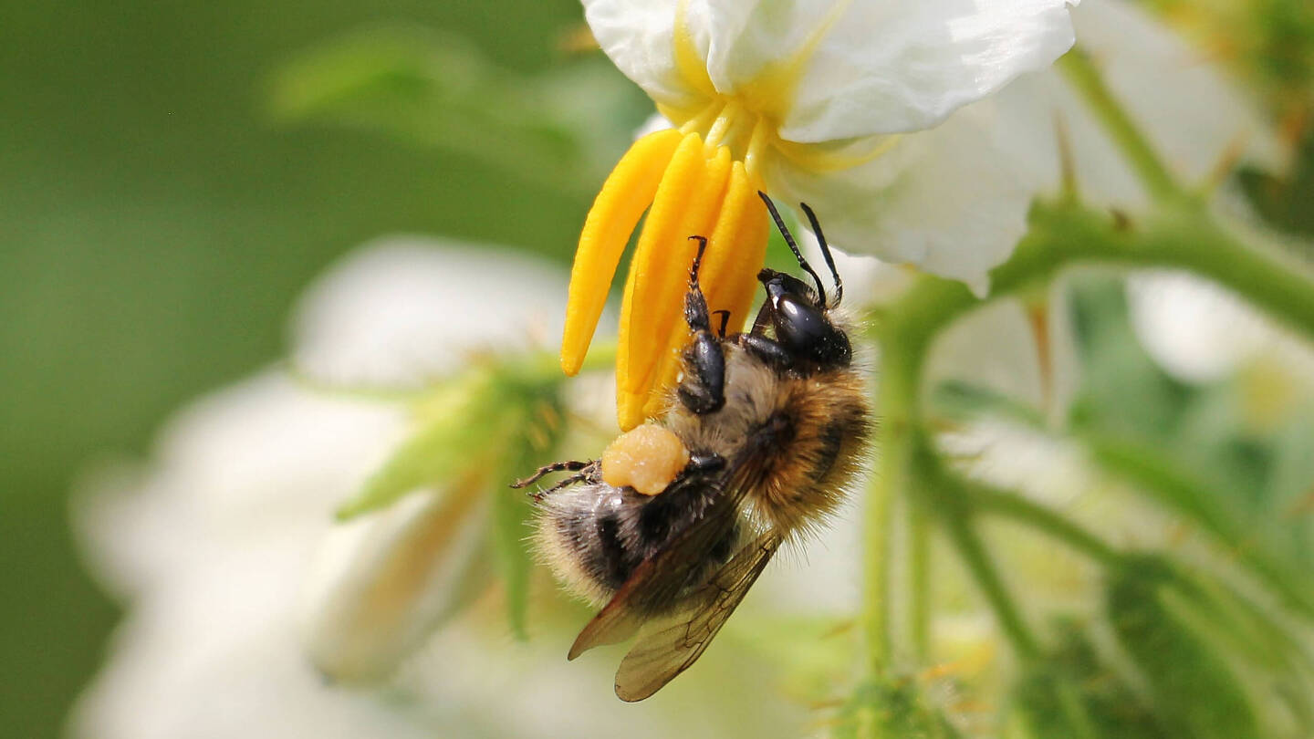 Для чего цветам нужен аромат