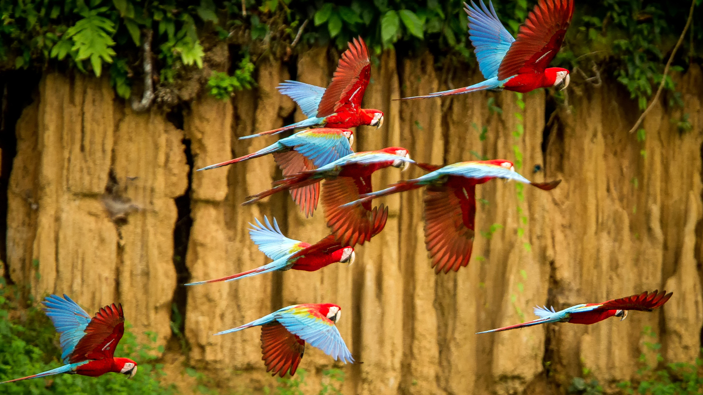 говорящие попугаи