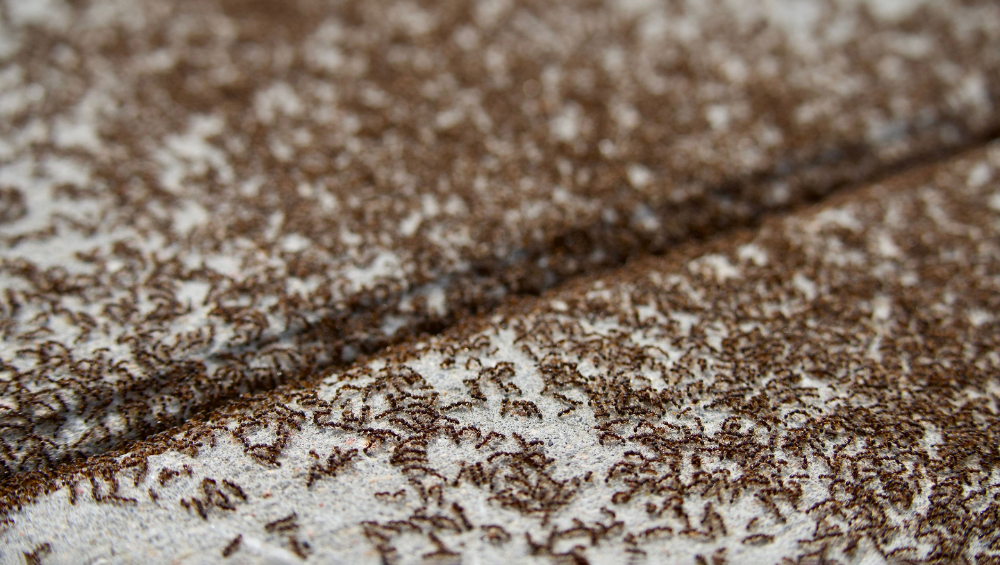 сколько всего муравьев