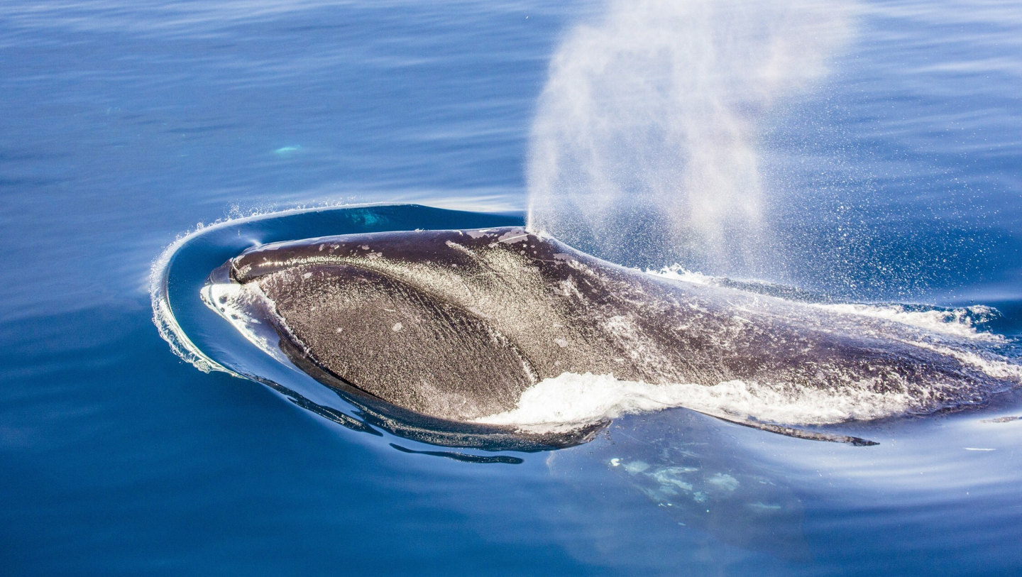 гренладский гид