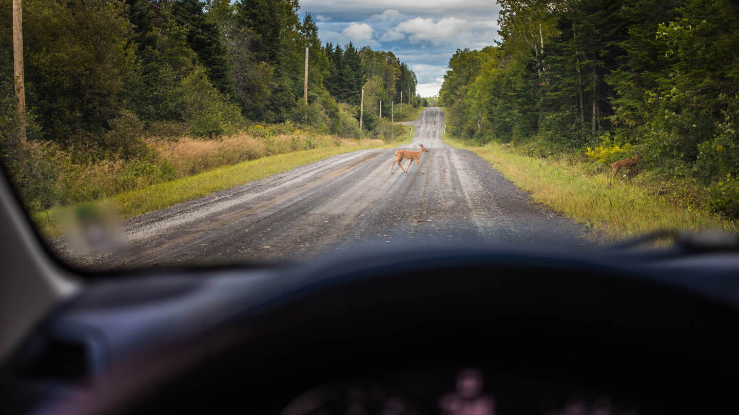 Как себя вести при встрече с диким животным