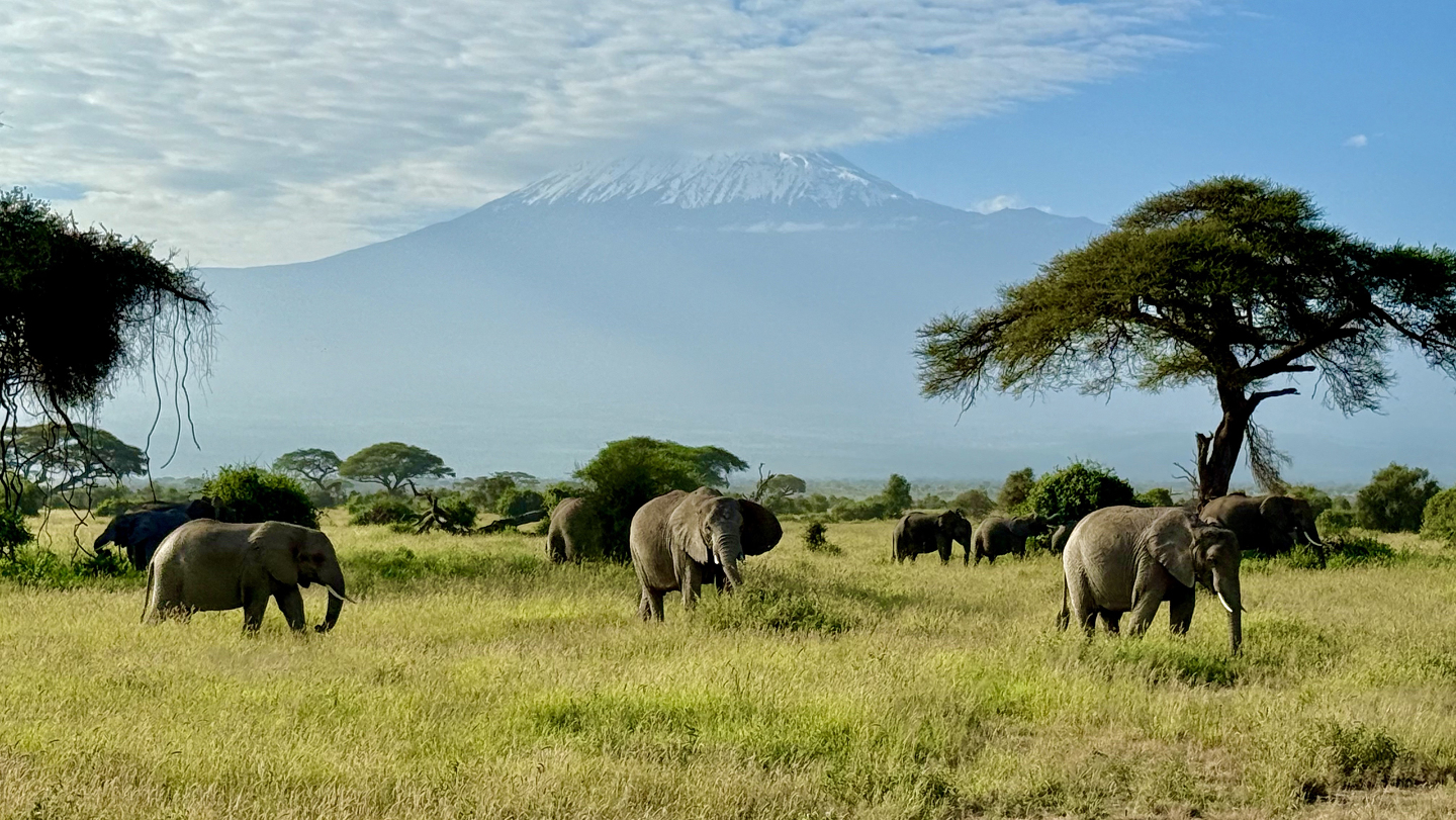 Вид на гору Килиманджаро со стороны Кении из национального парка Амбосели