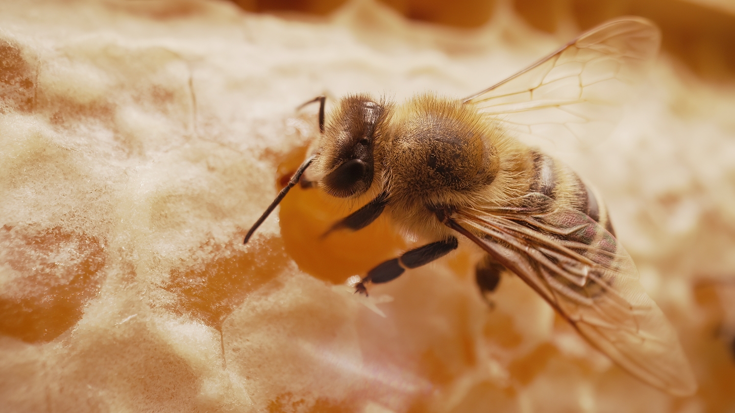 Пчела, мед