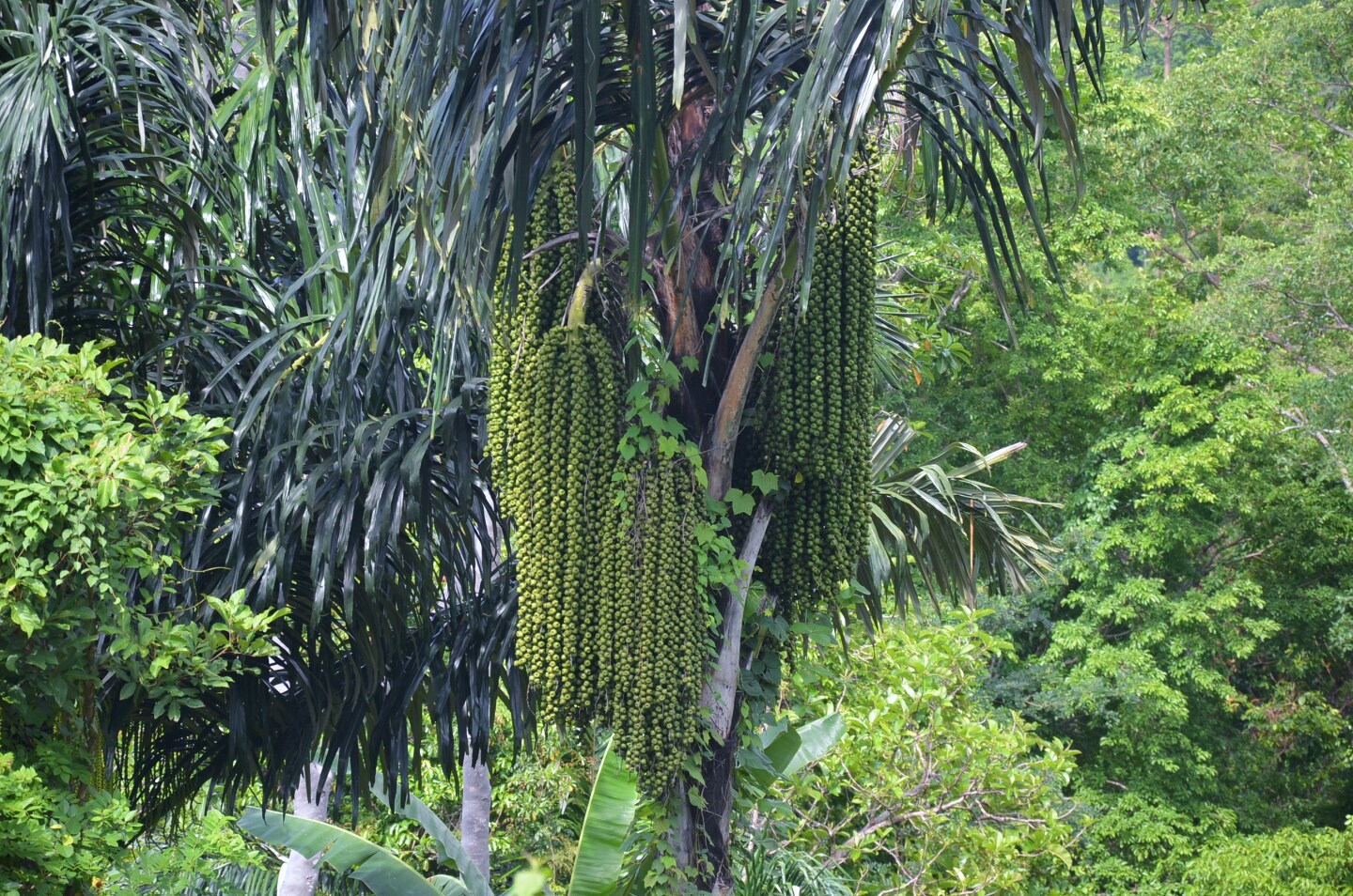 Пальмовая 6. Сахарная Пальма (arenga pinnata). Токилья Пальма. Дерево аренга. Пальмировая Пальма - сахарная Пальма Камбоджи.