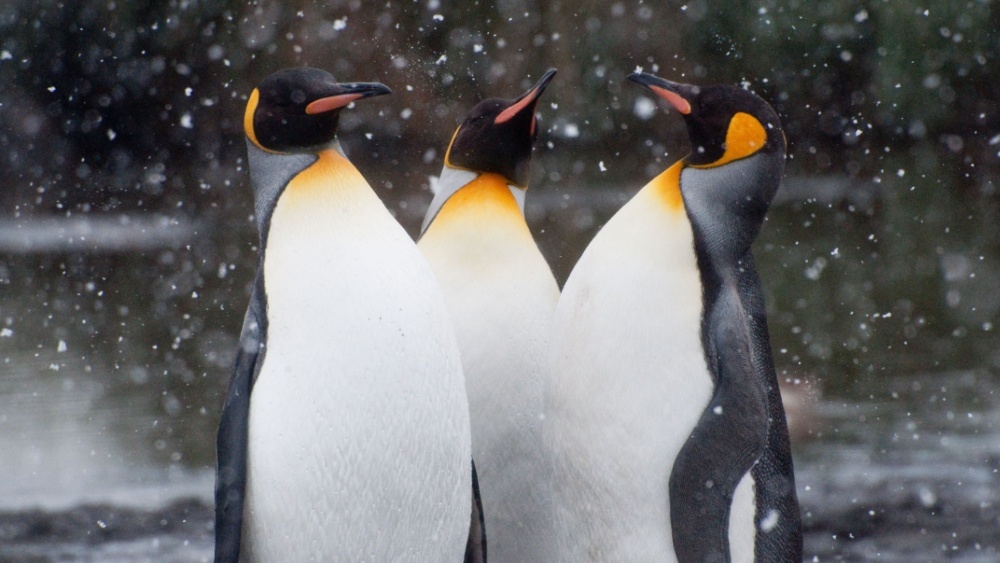 пингвины