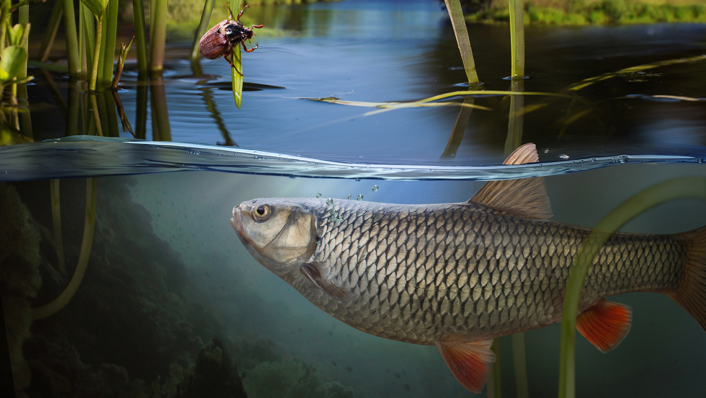 речная рыба