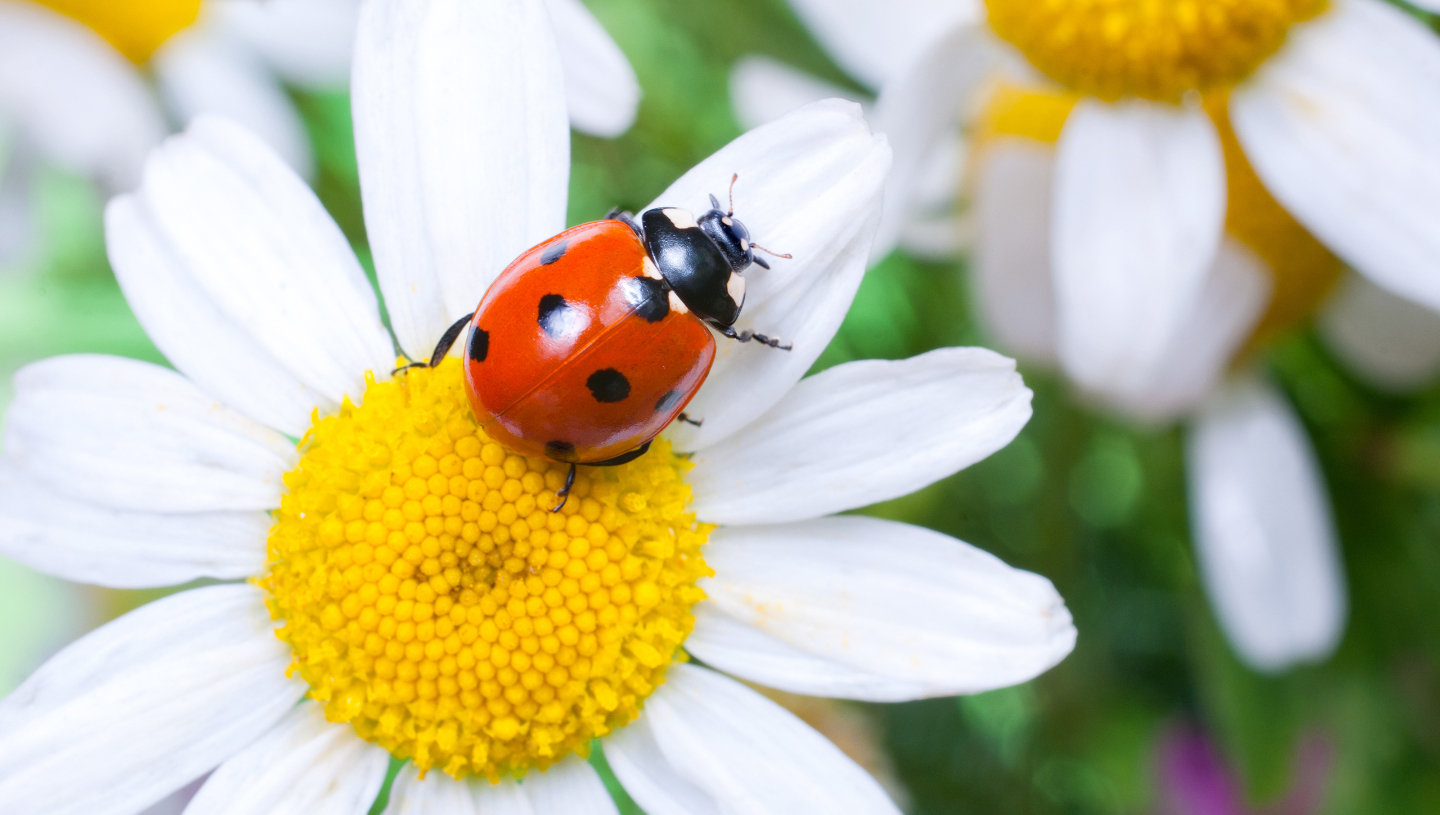 Божья коровка