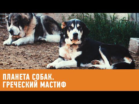 Планета собак. Греческий мастиф