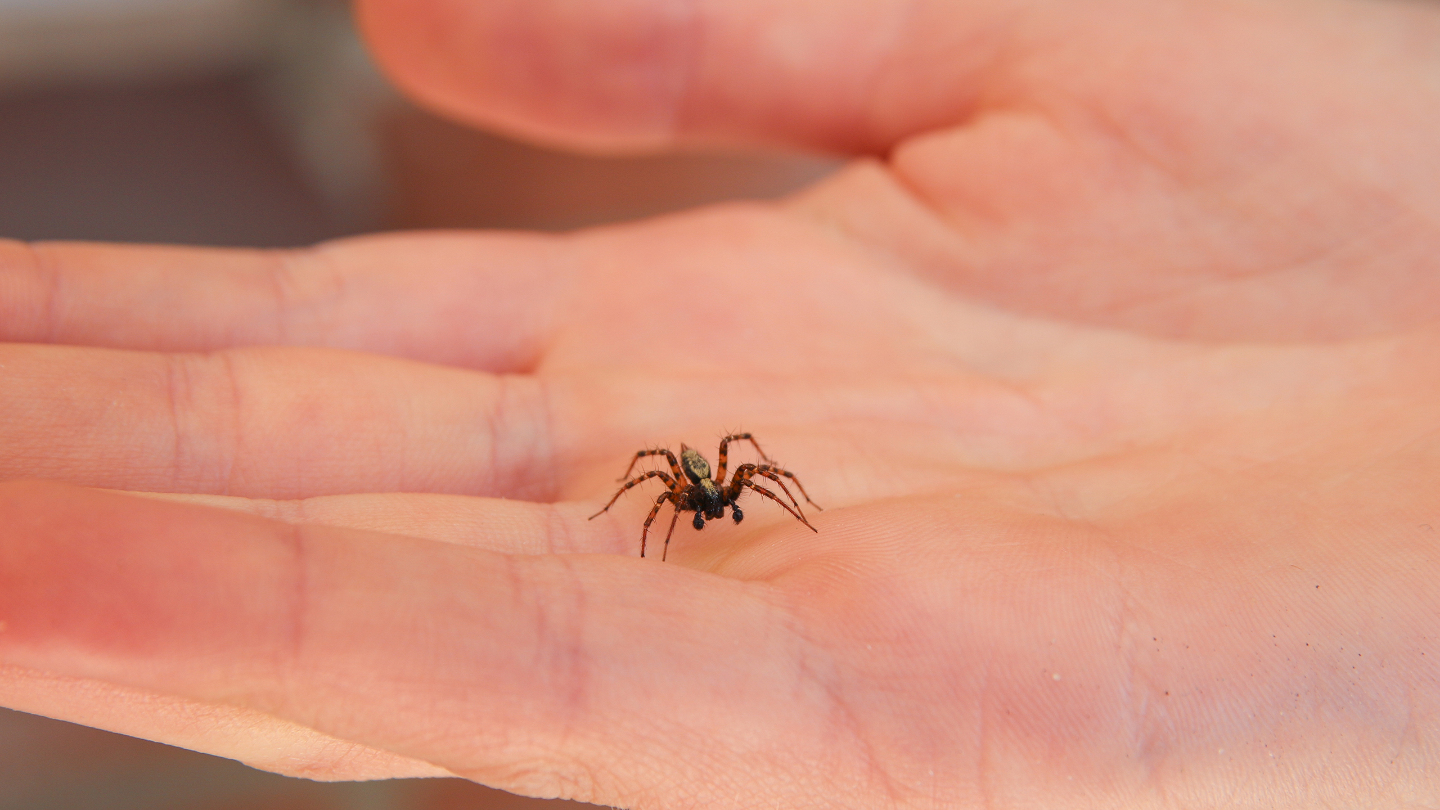 чем полезны пауки