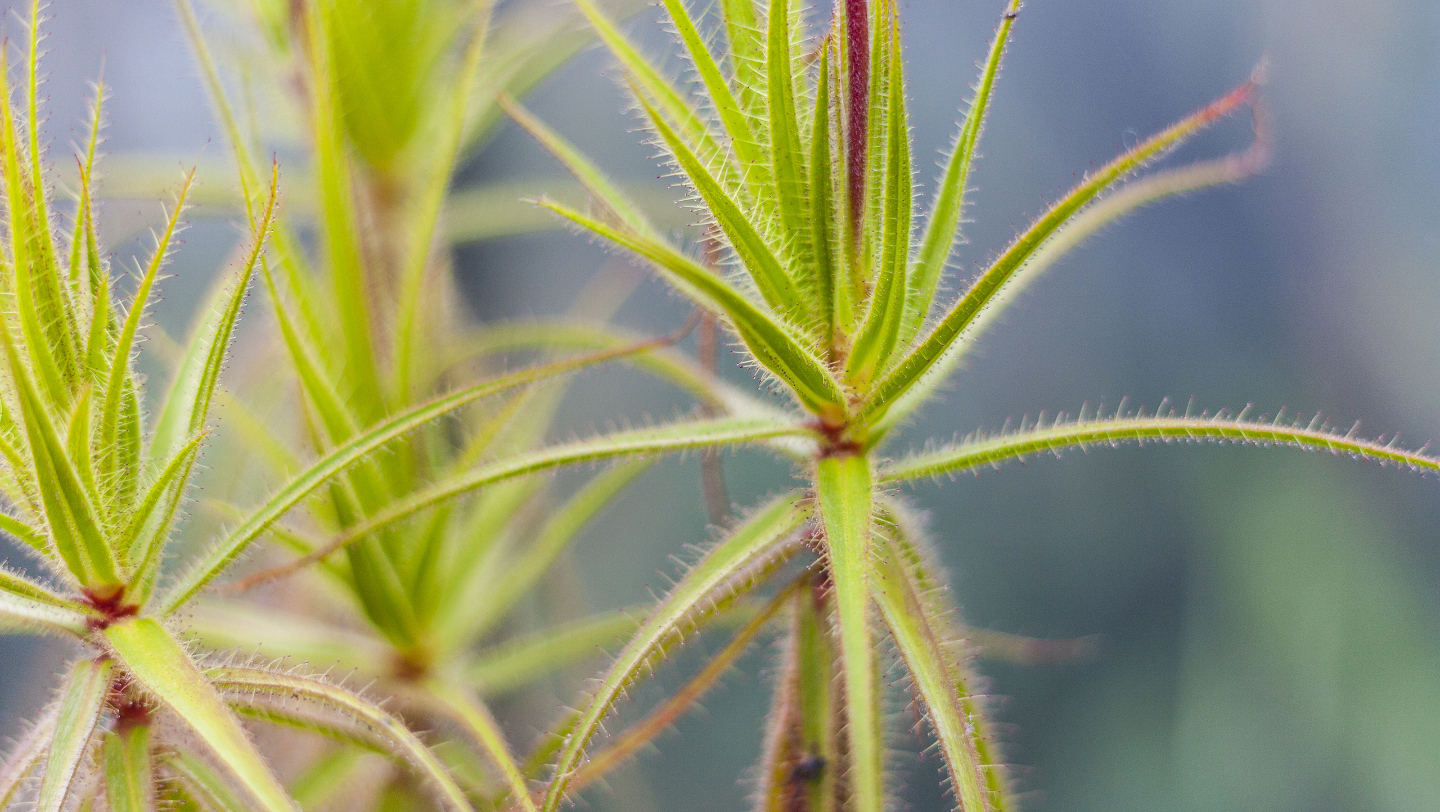  когда появились растения хищники