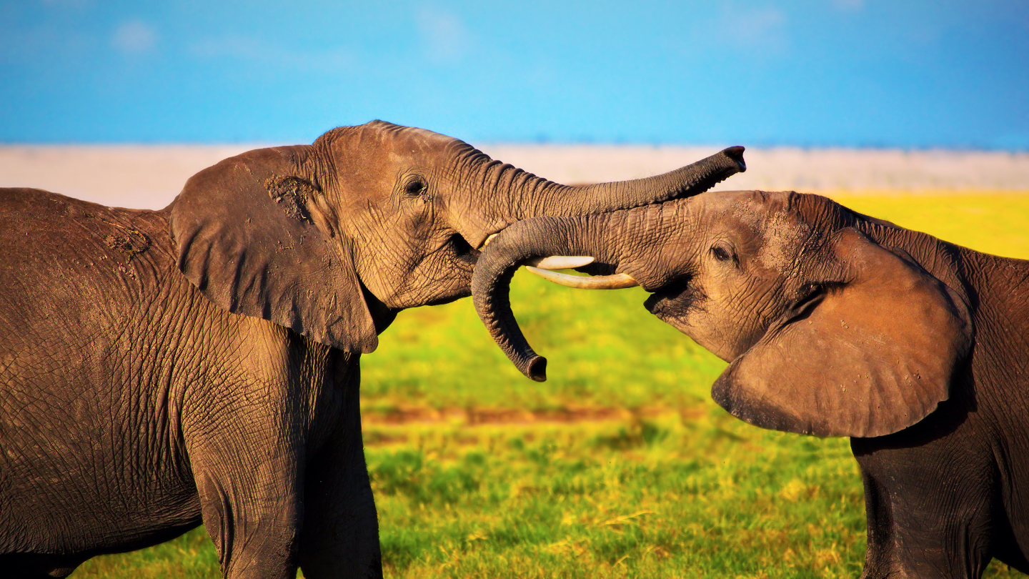 Поведение слонов зависит от ситуации