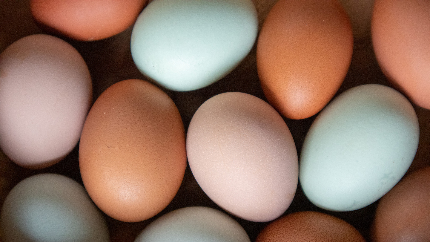 голубые яйца