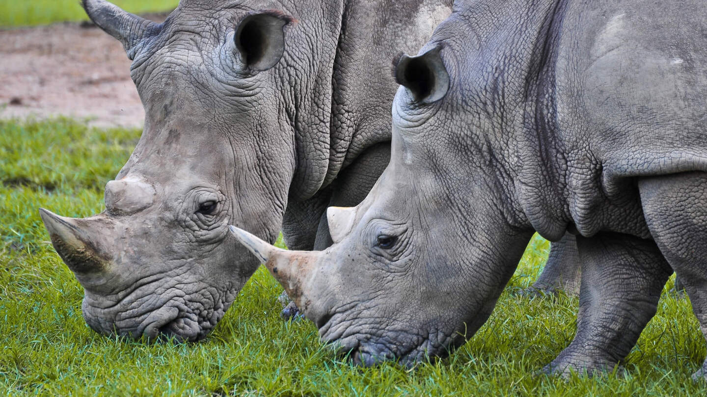 Чем питается белый носорог