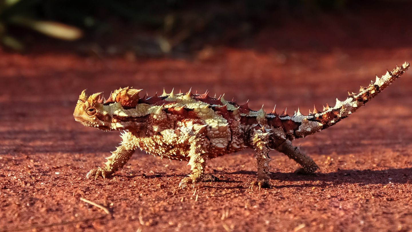 Колючий дьявол