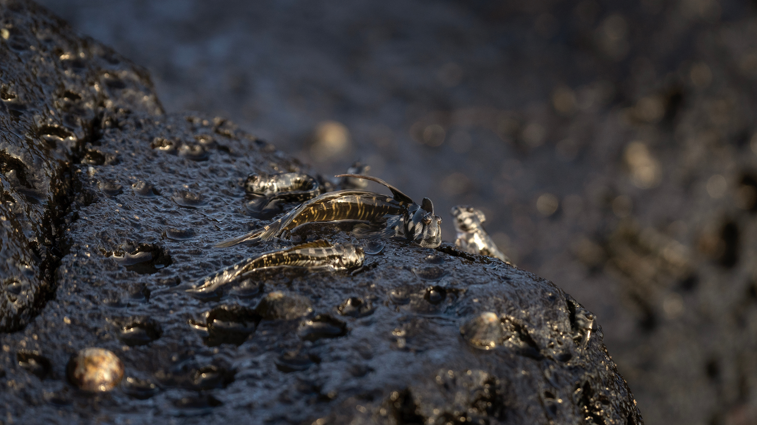 рыбы, водопады