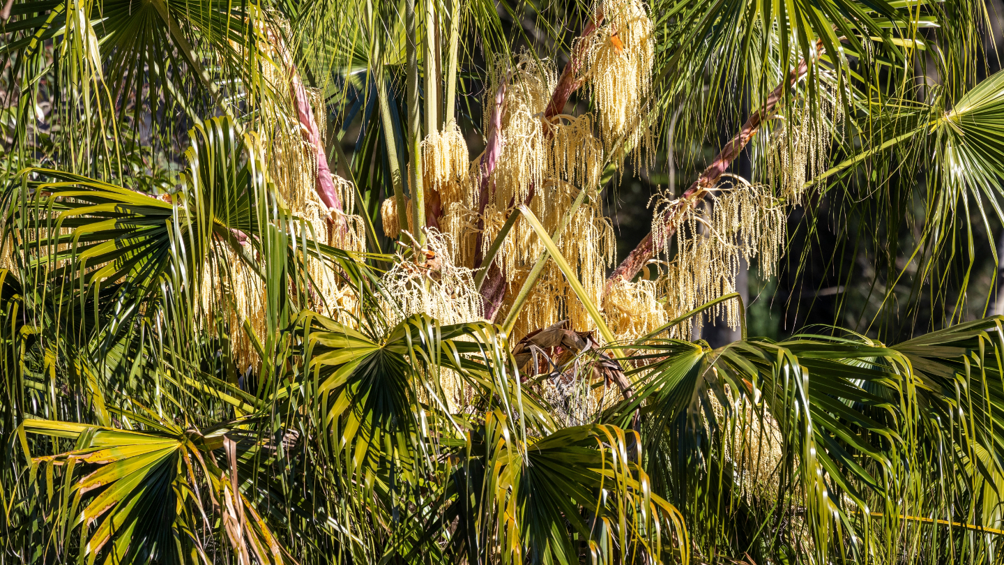 Капустная пальма