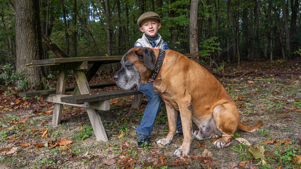 Английский мастифф