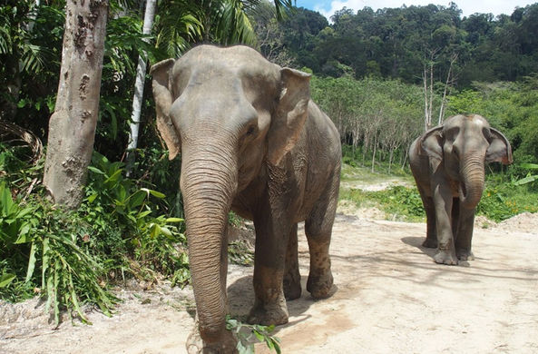 Опасные животные Таиланда | Phukete.ru