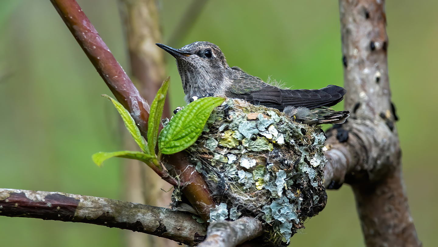Молодой колибри в гнезде