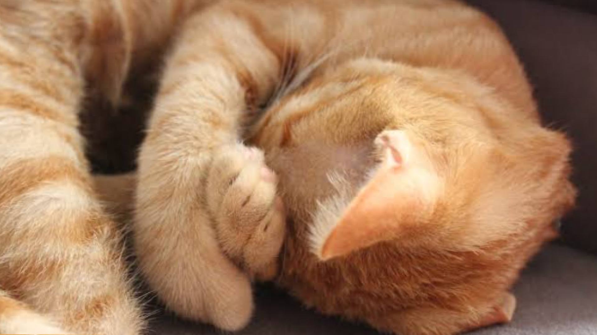 кошка